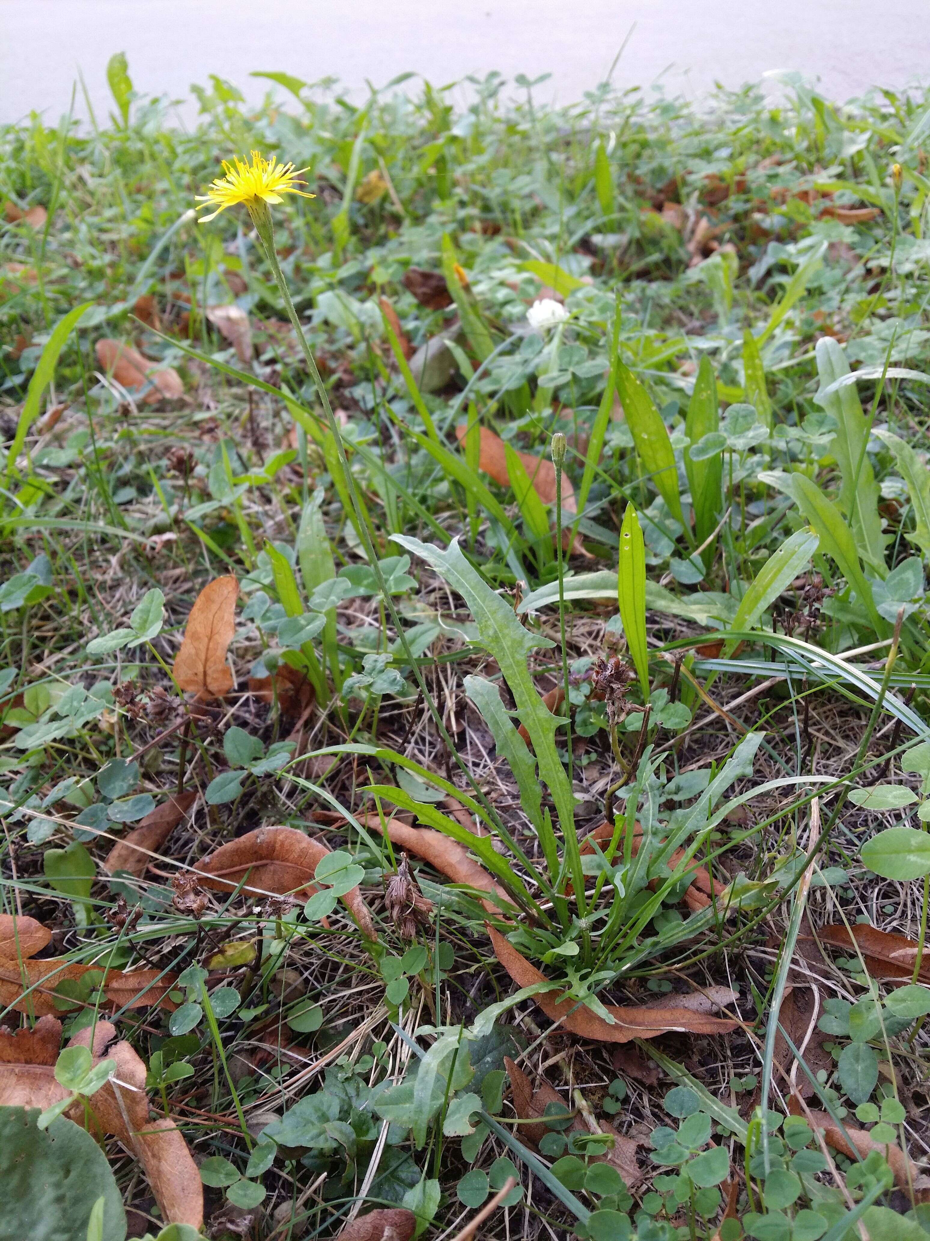 Image of fall dandelion