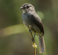 Image of Dusky Blue Flycatcher