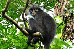 Image of Banded Langur