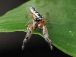 Image of Pike Slender Jumper