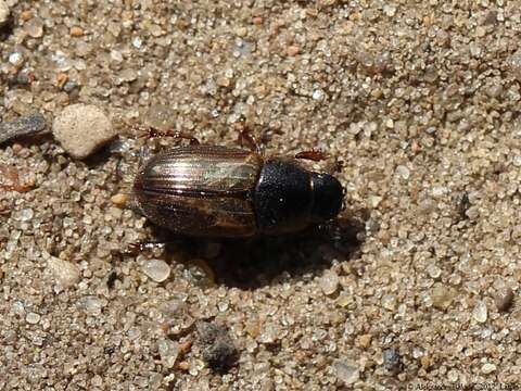 Image of Aphodius prodromus