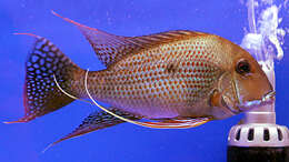 Image of Geophagus