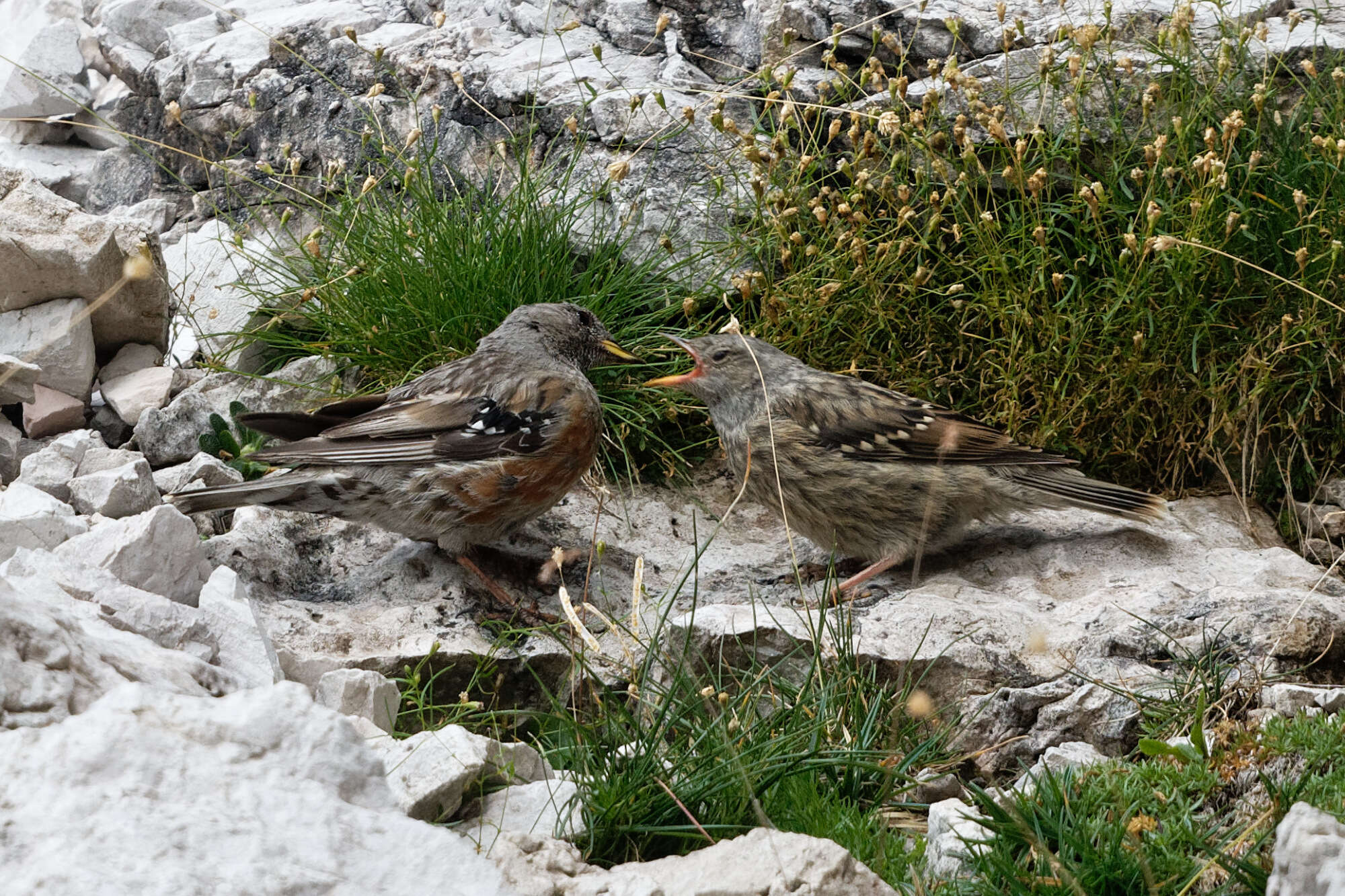 Image of Alpine Accentor