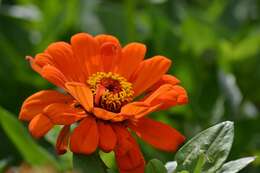 Image of ELEGANT ZINNIA