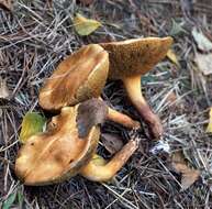 Image of Suillus bovinus (L.) Roussel 1796