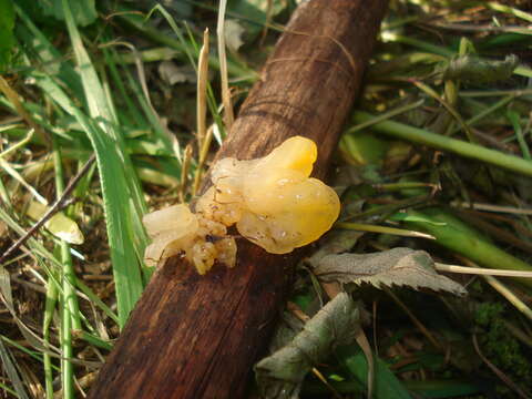 Image of Orange jelly spot