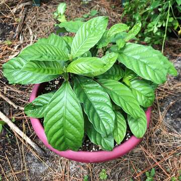 Plancia ëd Psychotria viridis Ruiz & Pav.