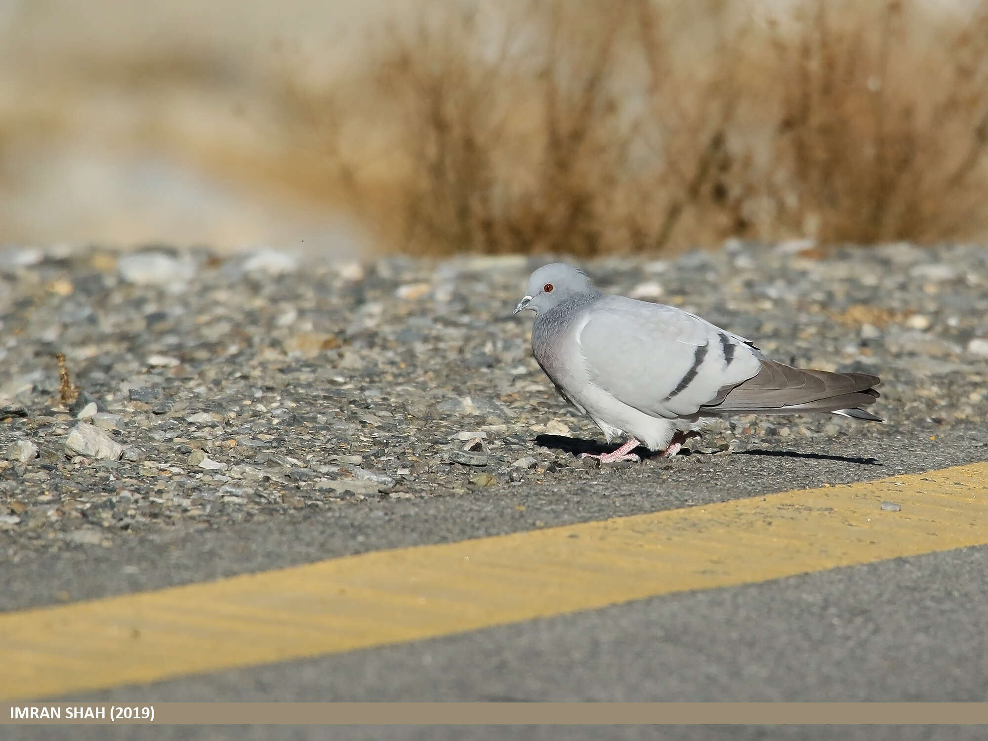 Image of Hill Pigeon