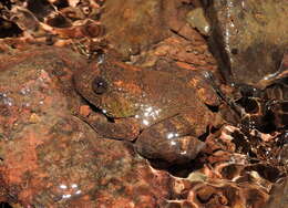 Image of Castle Rock Wrinkled Frog