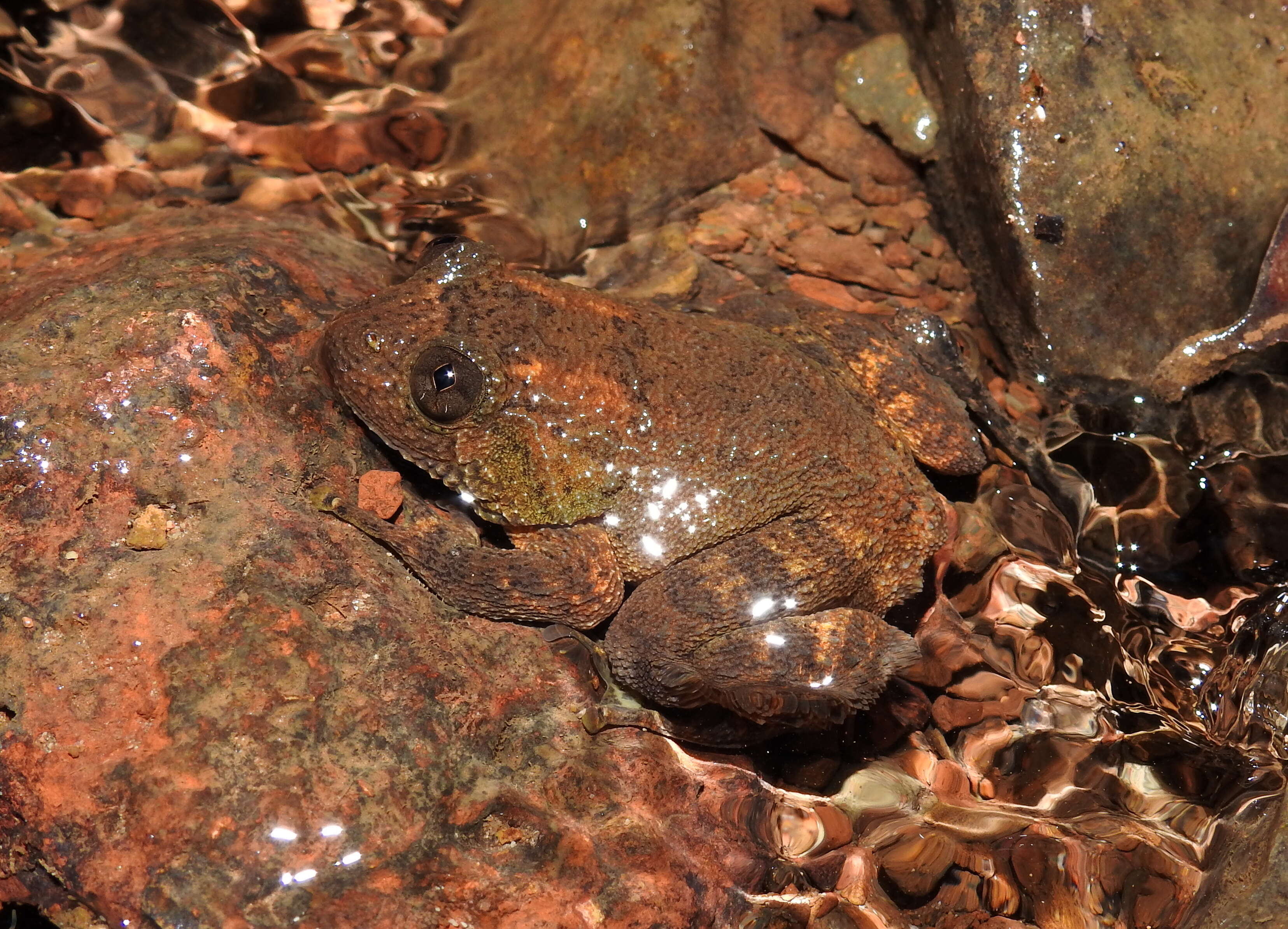 Image of Castle Rock Wrinkled Frog