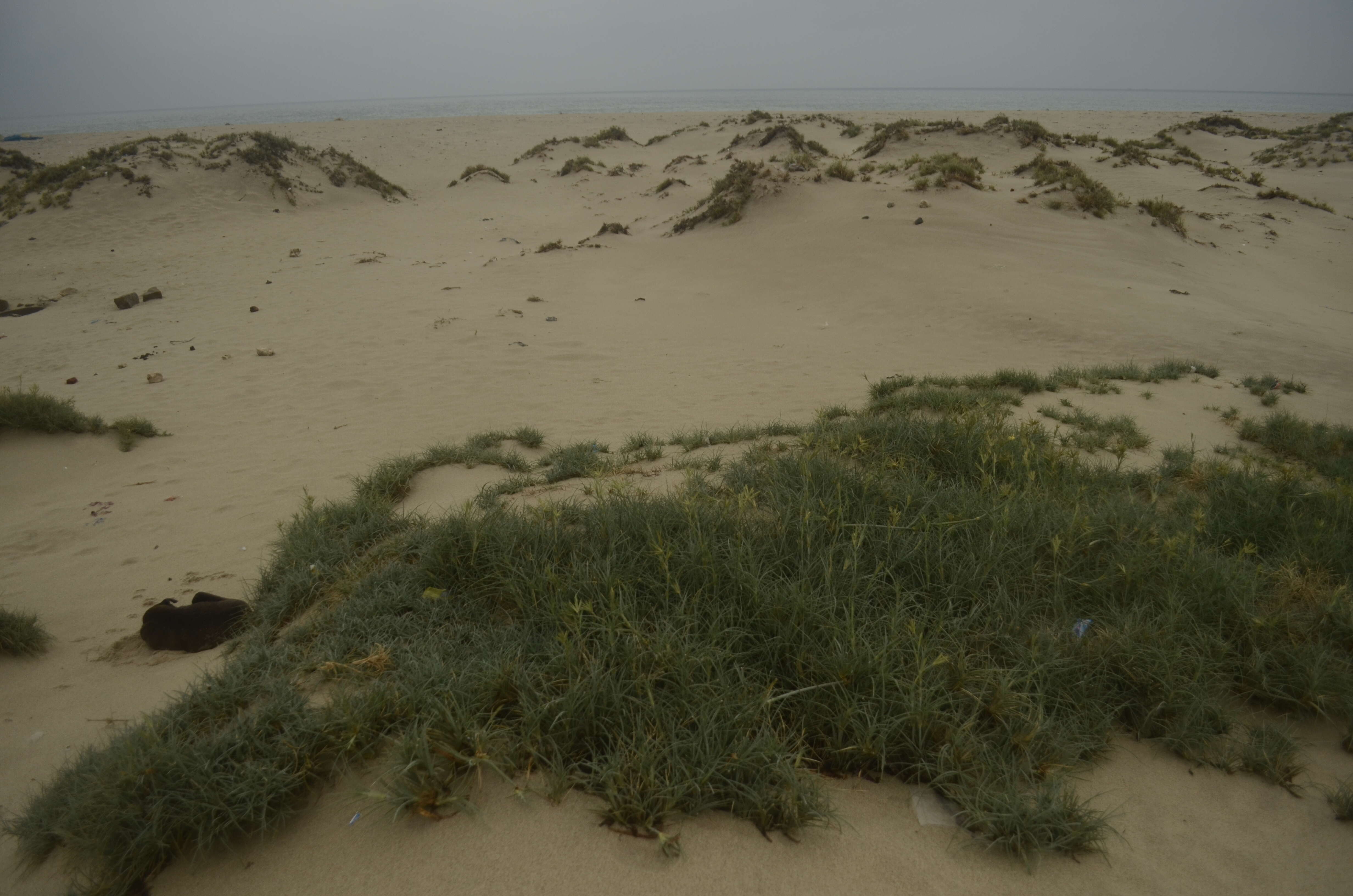 Image of Spinifex littoreus (Burm. fil.) Merr.