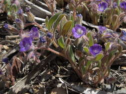 Image of Washoe phacelia