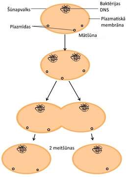 Image of Bacteria