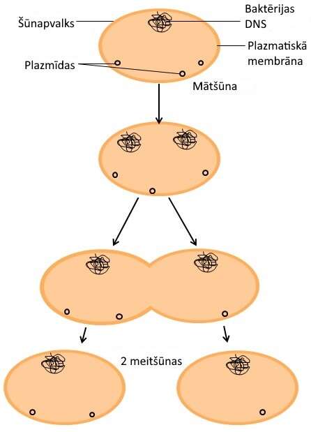 Image of Prokaryota