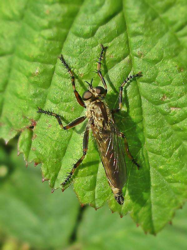 Image de Tolmerus cingulatus