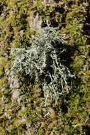 Image of farinose cartilage lichen