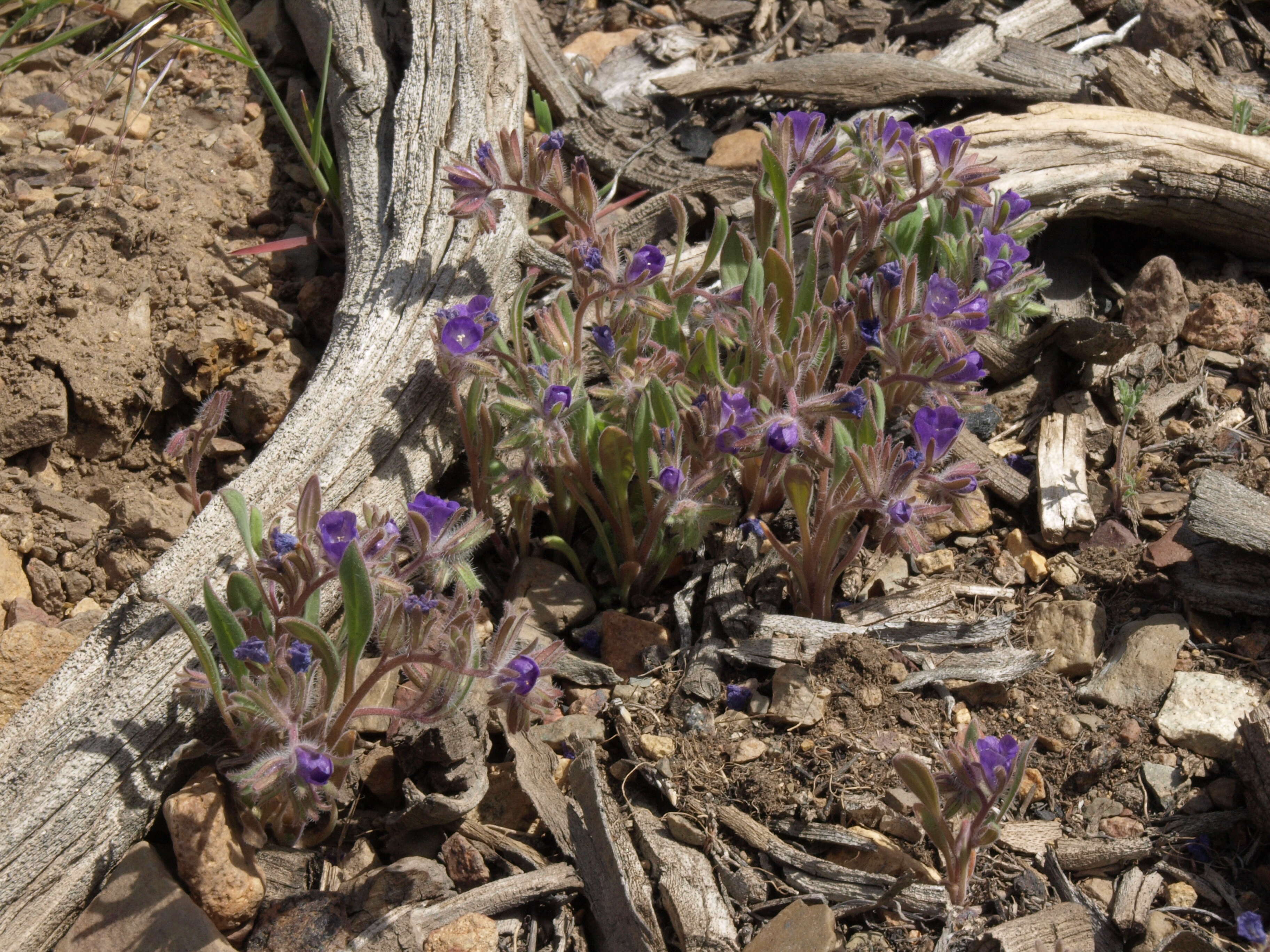 Phacelia curvipes Torr. ex S. Wats.的圖片