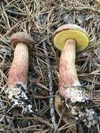 Image of Aureoboletus projectellus (Murrill) Halling 2015