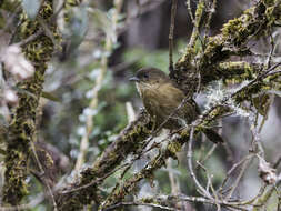 Image of Nephelornis Lowery & Tallman 1976