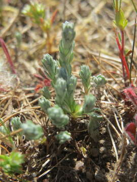 Image of field cudweed