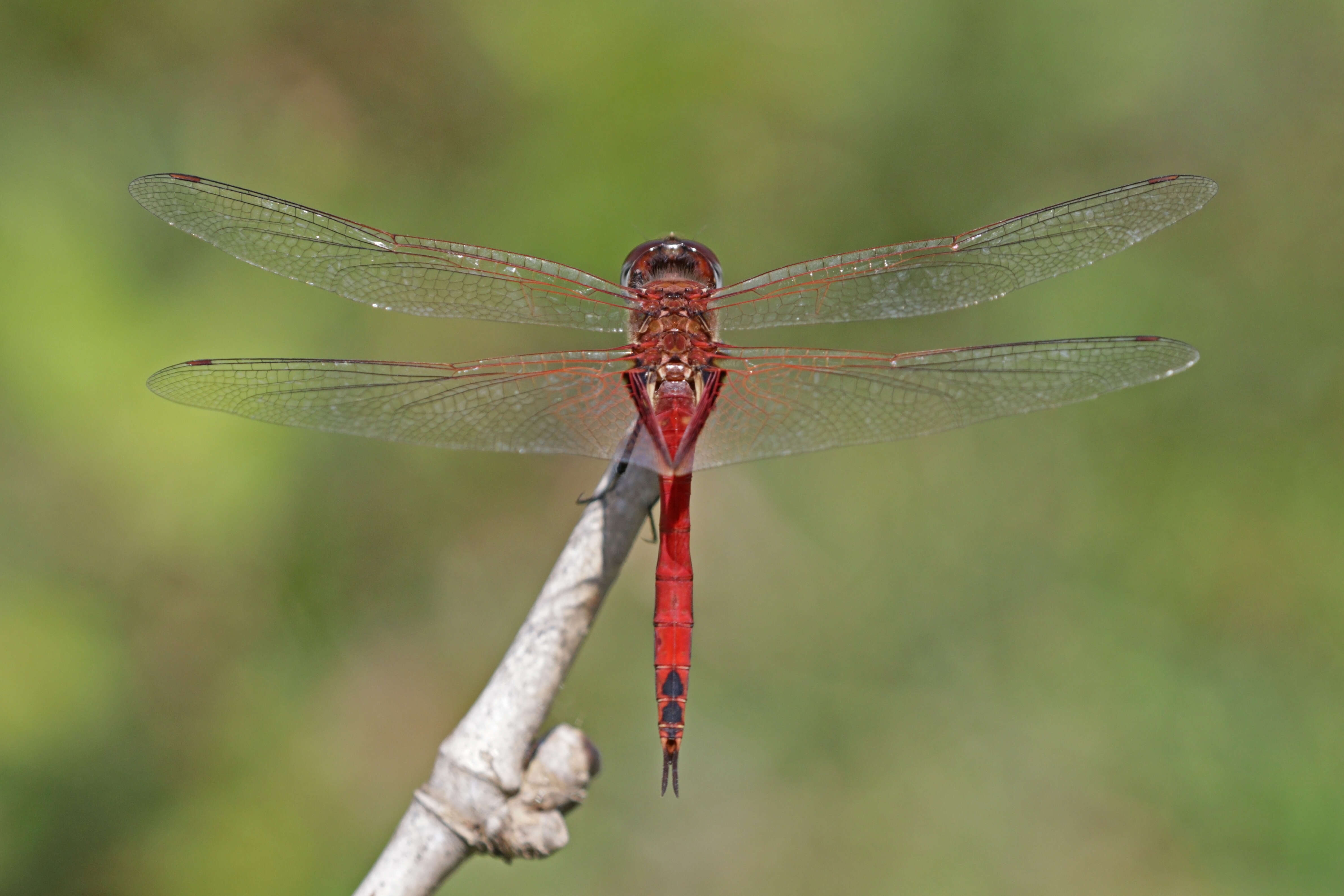 Tramea limbata (Desjardins 1835) resmi