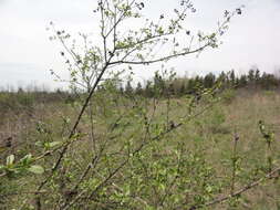 Image of privet