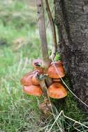 Plancia ëd Flammulina velutipes (Curtis) Singer 1951