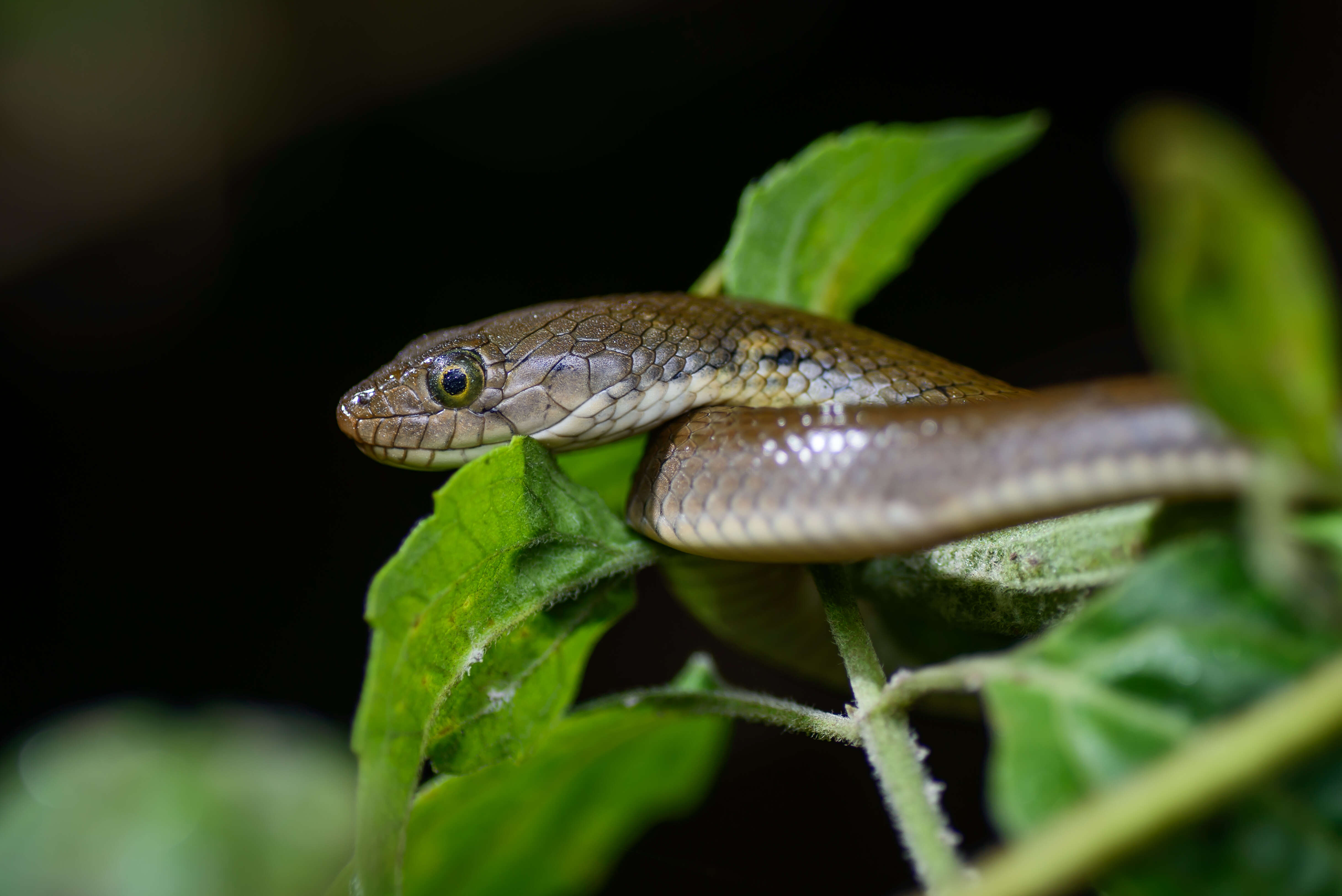 Image of Checkered Keelback Snake