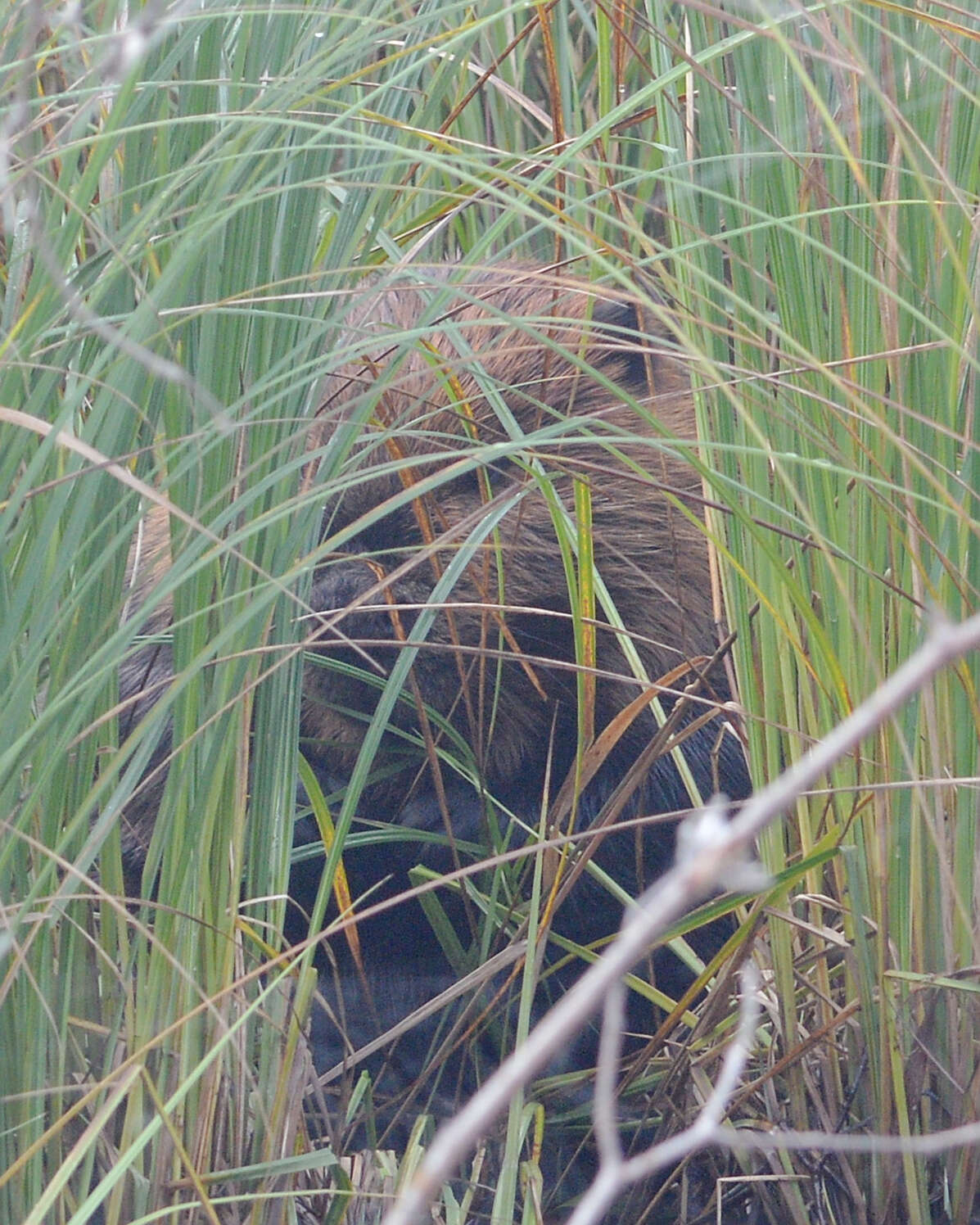 Image of beavers