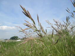 Image of erect brome