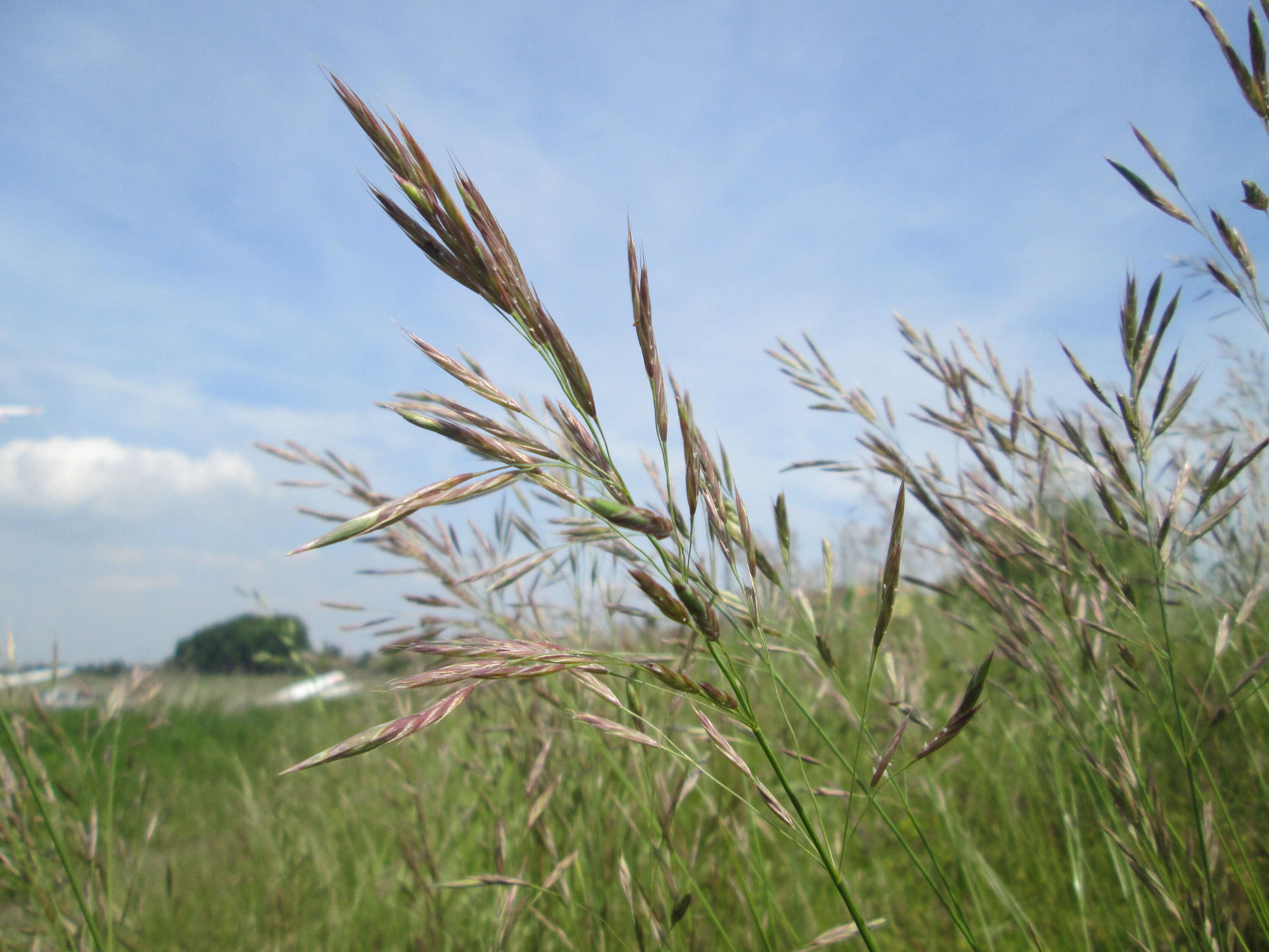 Image of erect brome