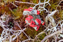 Image of Cladonia coccifera