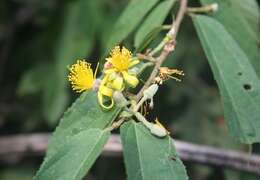 Image de Grewia flavescens Juss.