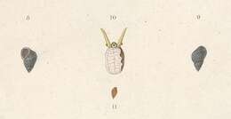 Image of Austrolittorina unifasciata (Gray 1826)