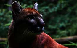 Image of Florida panther