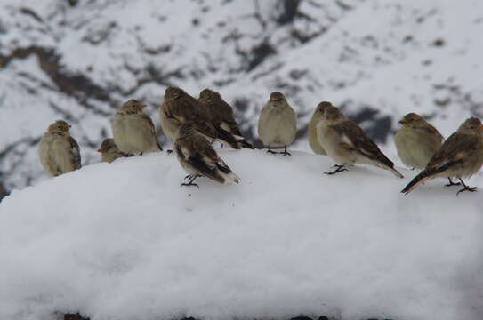 Image of Henri's Snowfinch