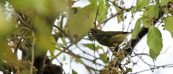 Image of Plain Flowerpecker