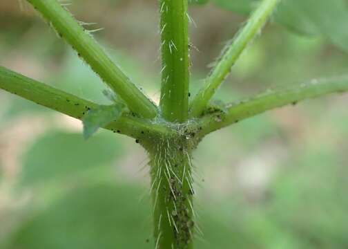 Image of lesser hemp-nettle