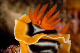 Image de Chromodoris magnifica (Quoy & Gaimard 1832)