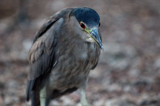 Image of Night Herons