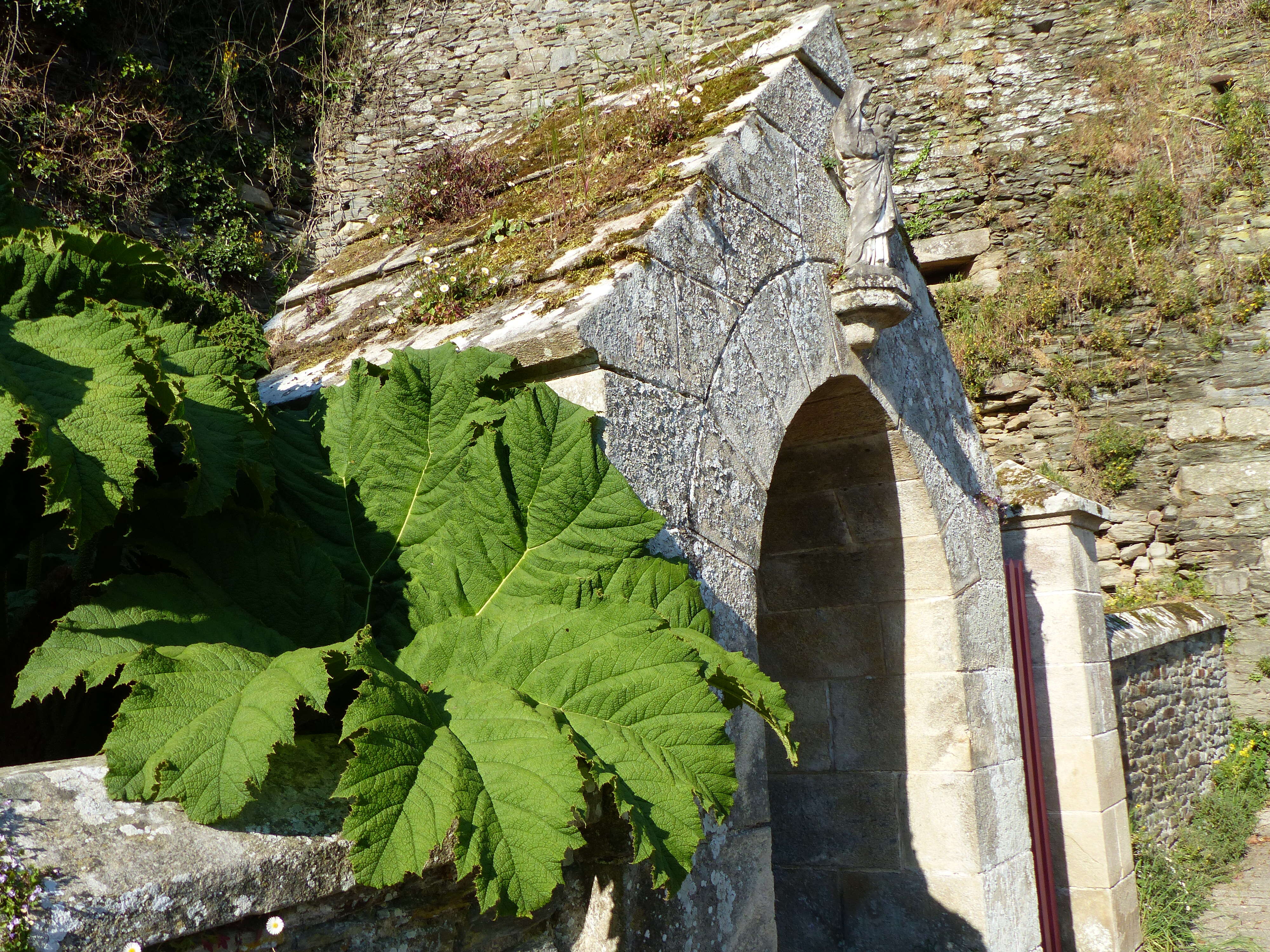 Image of giant rhubarb