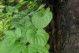 Image of Dioscorea wallichii Hook. fil.