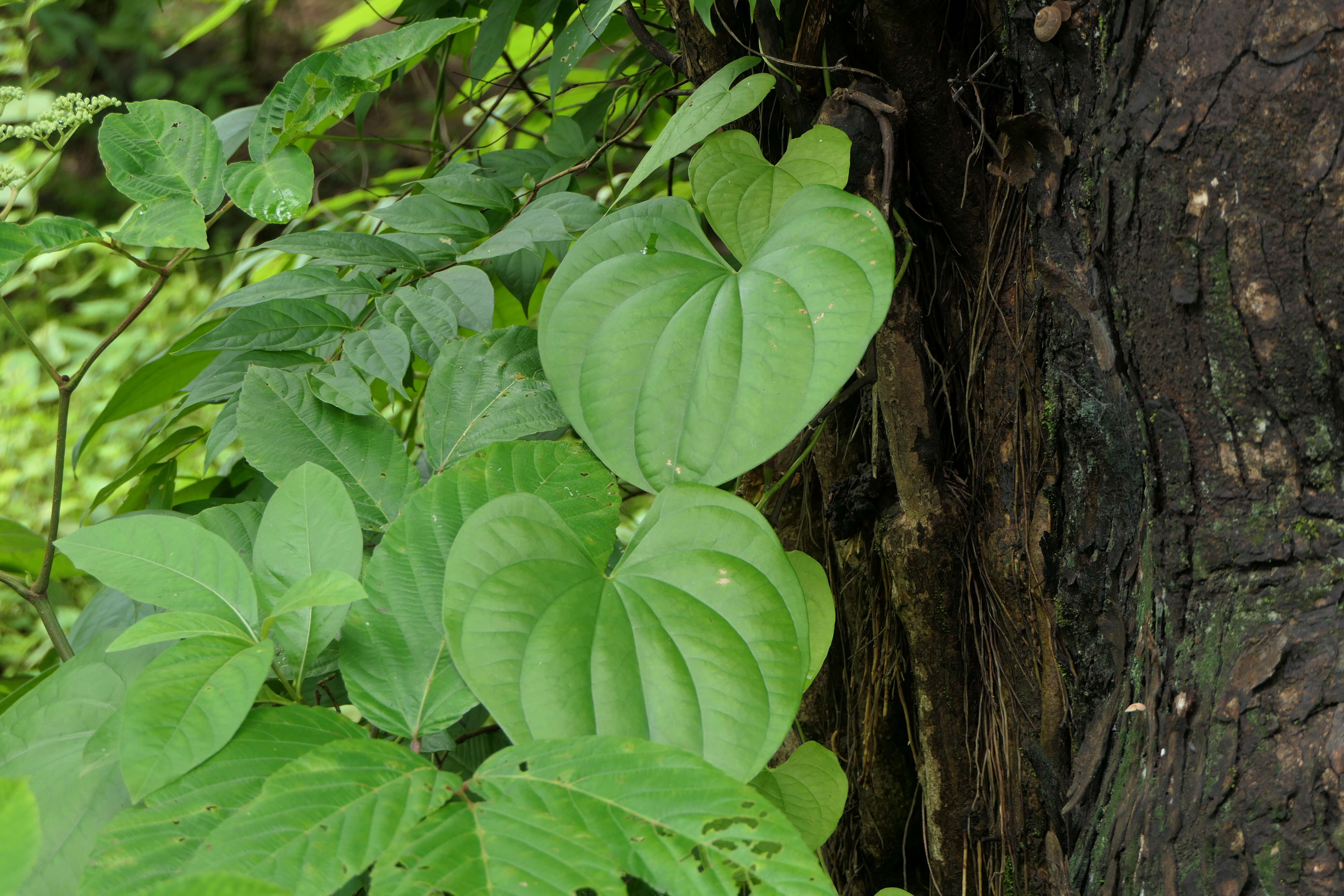 Image of Dioscorea wallichii Hook. fil.