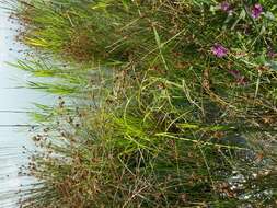 Image of Scirpus radicans Schkuhr