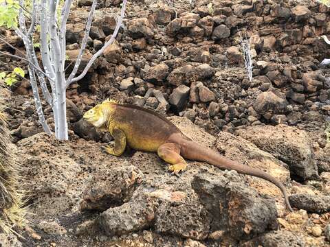 Image of Galapagos Land Iguana