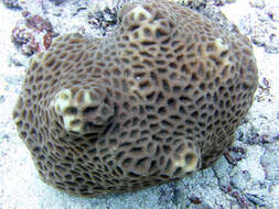 Image of larger star coral