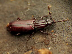 Image of Omoglymmius (Boreoglymmius) americanus (Laporte 1836)