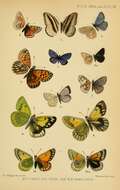 Image of Colias nina Fawcett 1904