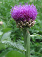 Image of Giant Scabiosa