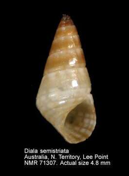 Image of Diala semistriata (Philippi 1849)